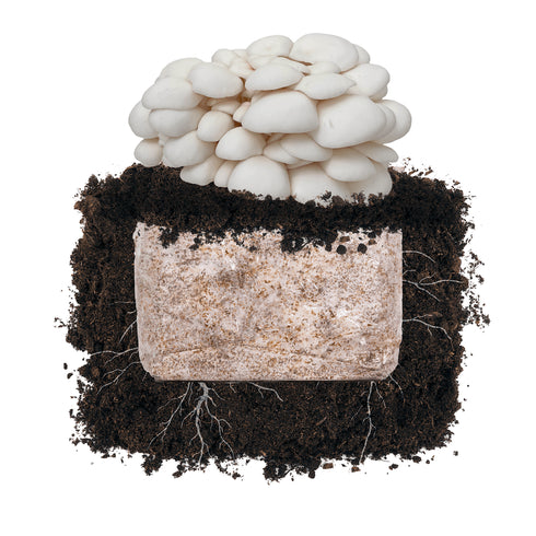 Snow Oyster 'Plant & Grow' Garden Block